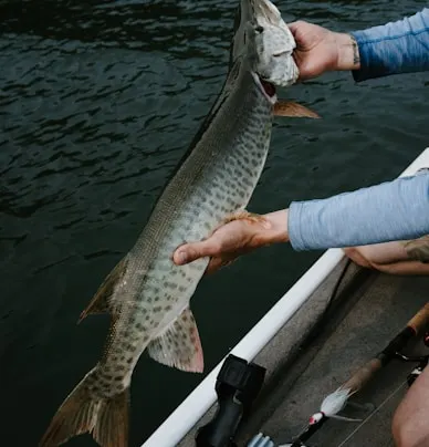 Fishing 4 A fisherman holding a muskie fish on a boat, caught in the waters.